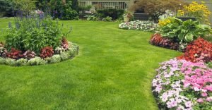 beautiful lawn mowing